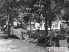 杂物乱堆绿化带种菜 济宁回迁社区没有“小区样”